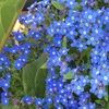 blueforgetmenot